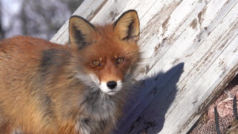 Sceptical red fox looking towards camera while standing close to wooden shelter inside Langedrag nature park - Static closeup clip Norway