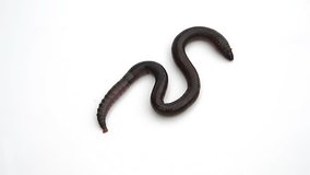 earthworm crawling on a white background