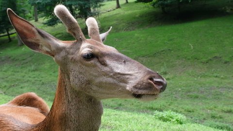 Deer muzzle close up. Deer grazing on the field. Full HD slow motion zoo animals video.