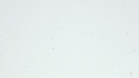Snowflakes background. Heavy Falling snow on white sky background. Winter storm snowy background. 4k resolution.