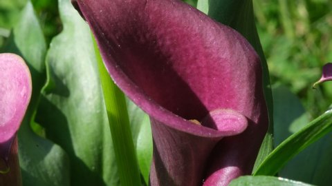 Purple Calla Lily flower close up with green leaves, selective focus. Calla flower pot macro photo. Sunlight on the purple flower petal
