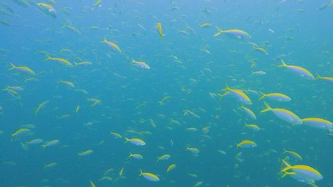 Shoal of yellow and blueback fusiliers caesio teres swimming in open water