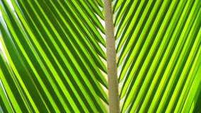 Close up coconut green leaves sunbeam glimmering through blue sky. Green palm trees pattern leaf daylight. Video 4k macro shot copy space 2022.