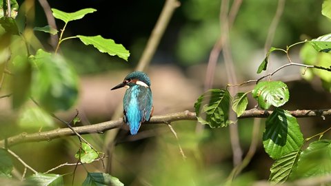 Common kingfisher bird (Alcedo atthis), also known as the Eurasian kingfisher, perched on a branch with green leaves over a river.