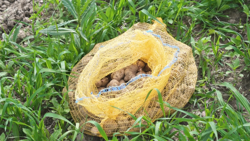 Potatoes in yellow bag in spring organic farm green field, ready for plant