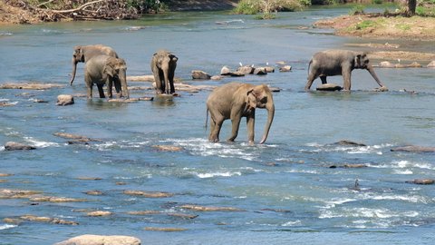 Herd of Young elephants walking by mountain river water. Sri Lankan elephant is a subspecies of the Asian elephant. 4K footage in Pinnawala Elephant Orphanage.