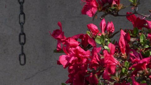 Blooming Red Azalea in spring. Azalea belongs to the rhododendron genus, it is a genus of plants from the Ericaceae family.