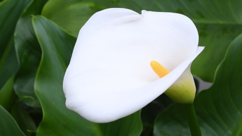 Closeup on beautiful Flower of Calla in spring. Calla is a genus of flowering plant in the family Araceae