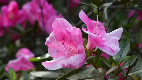 Close up of beautiful pink flowers of Azalea in spring. Azalea belongs to the rhododendron genus. Selective focusing