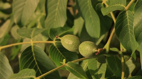 Green ovary small fruits of walnuts on a tree