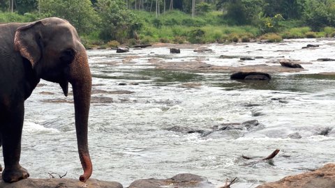Lonely young elephant walking slowly on river bank. Sri Lankan elephant is a subspecies of the Asian elephant. 4K footage in Pinnawala Elephant Orphanage.