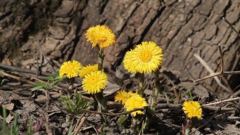 Yellow flowers of Tussilago farfara or coltsfoot in early spring. April, Belarus