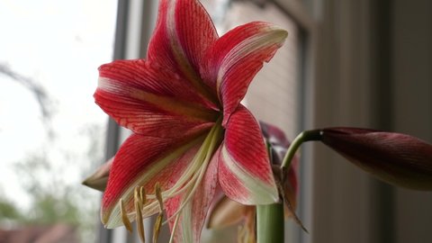 Red and White Amaryllis Flower in Bloom, Close Up of Plant Anatomy