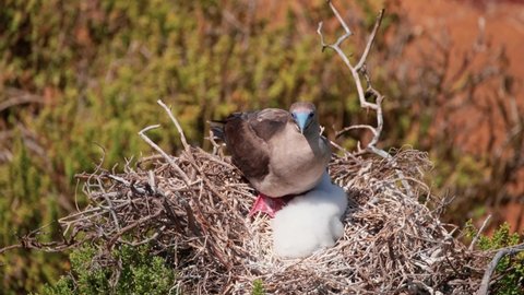 Red-footed Booby With Juvenile Chick In Nest - Handheld shot