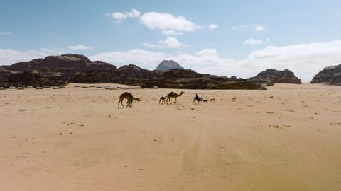 Wanderer Bedouins Riding Camels In Wadi Rum Desert, Jordan. Wide Shot