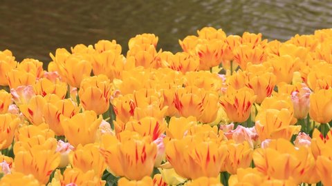 Yellow tulips blooming around the river