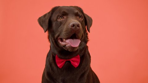 Labrador dog portrait. Brown retriever wearing red bow, looking in camera close-up, obedient puppy posing on orange background. Happy domestic animal concept, best friends, breathing with tongue out.