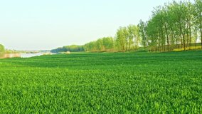 Aerial footage of green wheat field and tree natural landscape in spring season. Green wheat seedlings natural background.