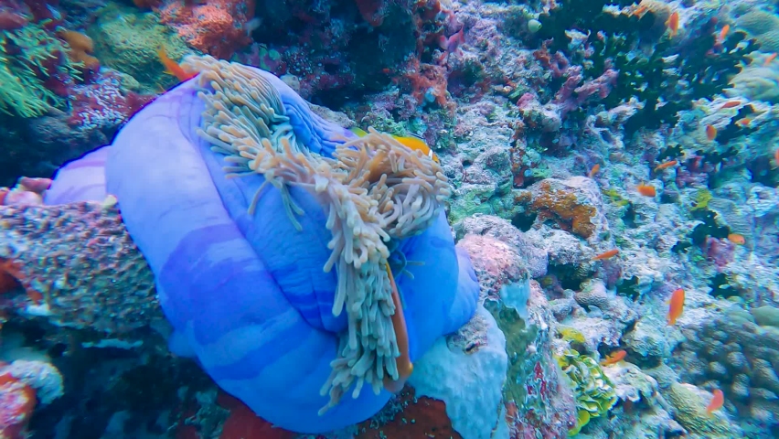 Pair of Maldive anemonefish amphiprion nigripes in blue magnificent sea anemone heteractis magnifica on tropical reef