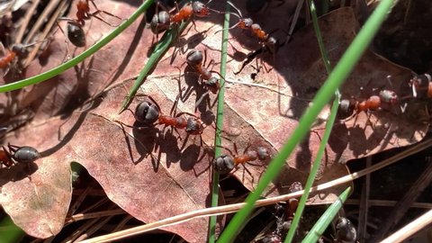 European ants spend the cold period of the year underground, but already in April they climb to the surface and begin an active life. Vicinities of Warsaw (Poland).