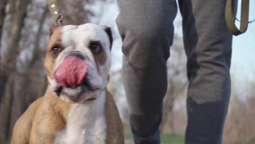 Close-up of Dog