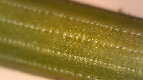 Microscope Plants Pine Needle 1000x