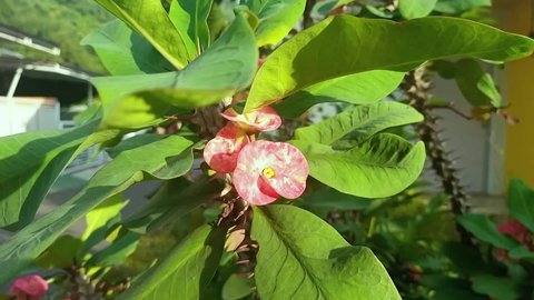 Pink euphorbia millii, the red crown of thorns, Christ plant. Blooming in the garden.