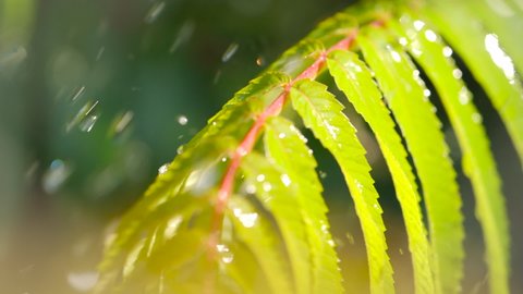 Calm Relaxing Meditation Peaceful Background. Slow Motion Rain Drops Dripping From Green Leaves Fern During Rain. Close-up Water Drops Green Leaves Foreground. Macro Rain Falling on Green Plant Leaf. 