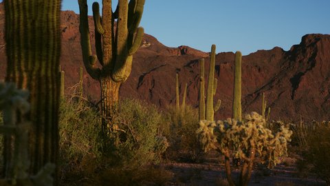 Saguaro and cholla variety thrive in a forest of cacti and desert flora.