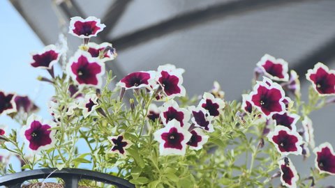 Purple petunias hang in a vase outside the house.