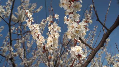 Blooming tree against blue sky. Apricot branches with flowers in spring bloom, tree branch sways in the wind. Apricot or cherry blossoms