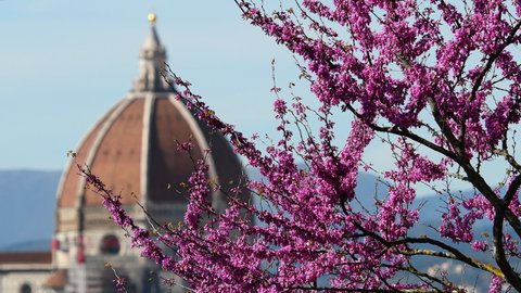 Flowering Judas tree with the Cathedral of Santa Maria del Fiore in Florence on background during spring season. Italy