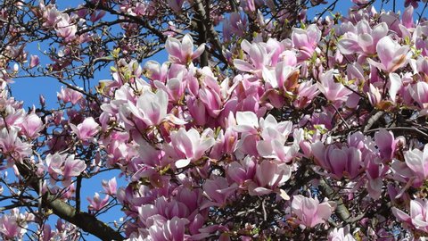 Beautiful pink blooming magnolia tree. Close up of magnolia blossoms in the spring season.