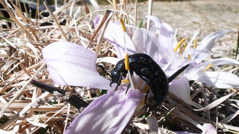 Meloe proscarabaeus, European oil beetle eats a flower, beetle