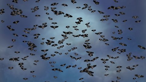 Loop Animation of Bats Flying everywhere Flock of Bats flying Halloween Bats effect 4K Green screen background horror, Halloween, grunge, fantasy, magic and witchery dramatic, spooky scary background,
