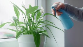 Close up of human hands watering houseplants on the windowsill at home. Shot with RED helium camera in 8K. 