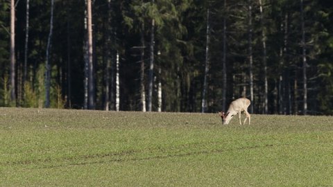 Roe deer buck feeding on a grain field on a sunny spring day.