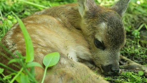Close-up of a small Roe deer fawn lying motionless in a summery boreal forest in Estonia