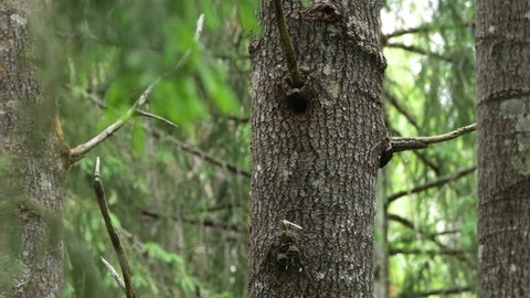 Small Eurasian pygmy owl, Glaucidium passerinum cleaning its nest in a large Aspen tree.