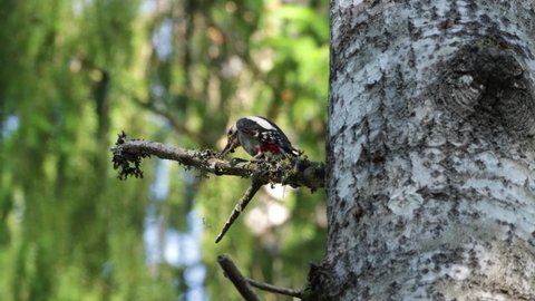 Great spotted woodpecker cleaning its beak in a summery boreal forest in Estonia, Northern Europe.