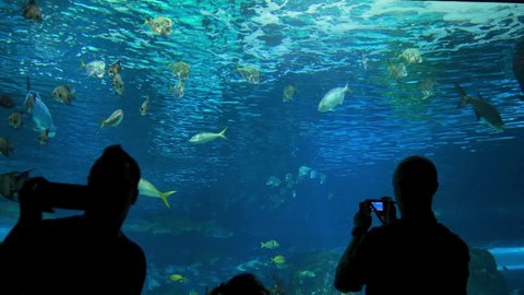 Toronto, Ontario, Canada - June 2019: Exotic marine animals swimming in an aquarium. Visitors take pictures of fish in the aquarium. Ripley's Aquarium - People standing in front of aquarium.