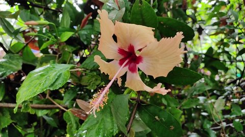 White Chembarathi flower hibiscus shoe flower