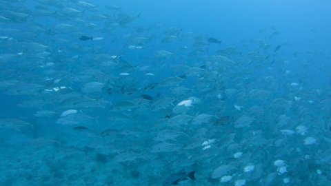 Shoal of torpedo scad pelagic fish megalaspis cordyla swimming in open blue water