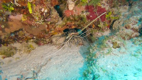 Spiny painted rock lobster panulirus versicolor hiding in rock hole overhang on tropical coral reef
