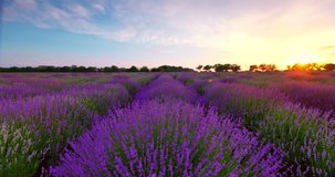 Lavender flowers in endless rows of blooming field in during scenic sunset