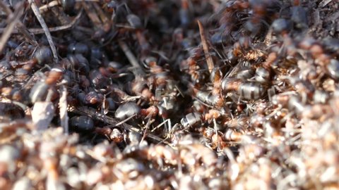 Red ants (Formica rufa) spring revival. Masses of ants have climbed out on sunny day on top of anthill and are warming up body to return inside and increase temperature of anthill,entrance pandemonium