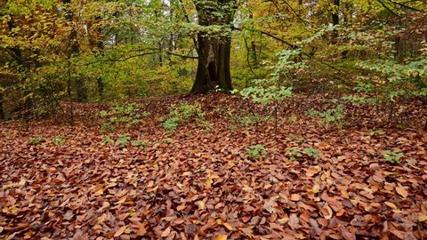 Walk towards an autumn beech tree, frontal tracking shot with gimbal, emsland, lower saxony, (fagus sylvatica), germany