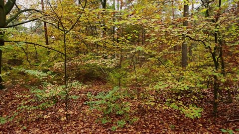 Side camera ride through an autumn beech forest, tracking shot sideways with gimbal, emsland, lower saxony, (fagus sylvatica), germany