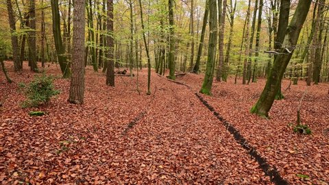 Walk along a forest path in autumn beech forest, frontal tracking shot with gimbal, emsland, lower saxony, (fagus sylvatica), germany