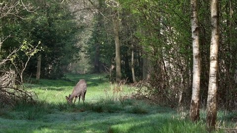 European roe deer (Capreolus capreolus) young female grazing grass in fire lane in deciduous forest